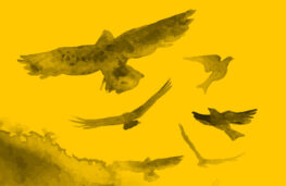 اپیزود یازدهم